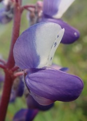 Lupinus arcticus