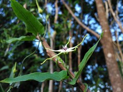 Oxypetalum mosenii