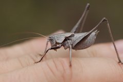 Thyreonotus corsicus