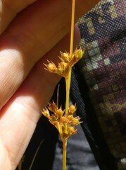 Juncus dudleyi