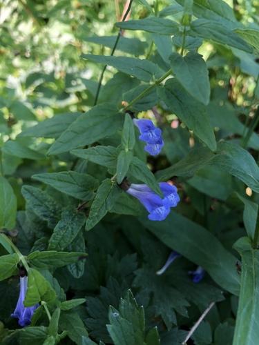 šišak vrúbkovaný (Scutellaria galericulata)