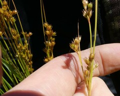 Juncus dudleyi
