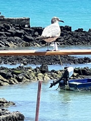 Leucophaeus fuliginosus