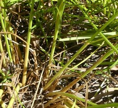 Juncus dudleyi