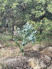 Eucalyptus globulus