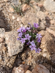 Langloisia setosissima setosissima