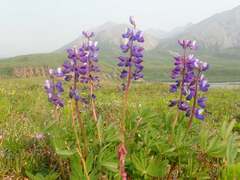 Lupinus arcticus