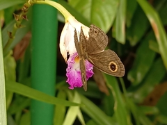 Ypthima horsfieldii humei