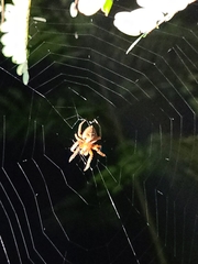 Eriophora