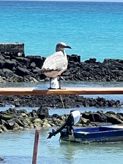 Leucophaeus fuliginosus