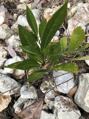 Persea borbonia