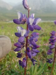 Lupinus arcticus