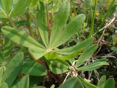 Lupinus arcticus