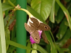 Ypthima horsfieldii humei