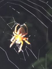 Eriophora