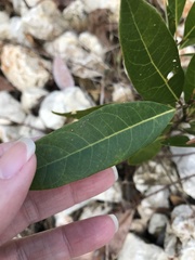 Persea borbonia