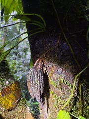 Theobroma cacao