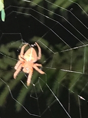 Eriophora