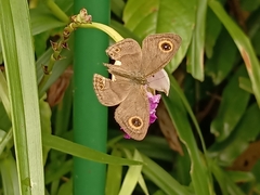 Ypthima horsfieldii humei