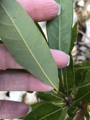 Persea borbonia