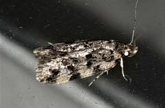 Barea eucapnodes