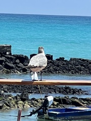 Leucophaeus fuliginosus