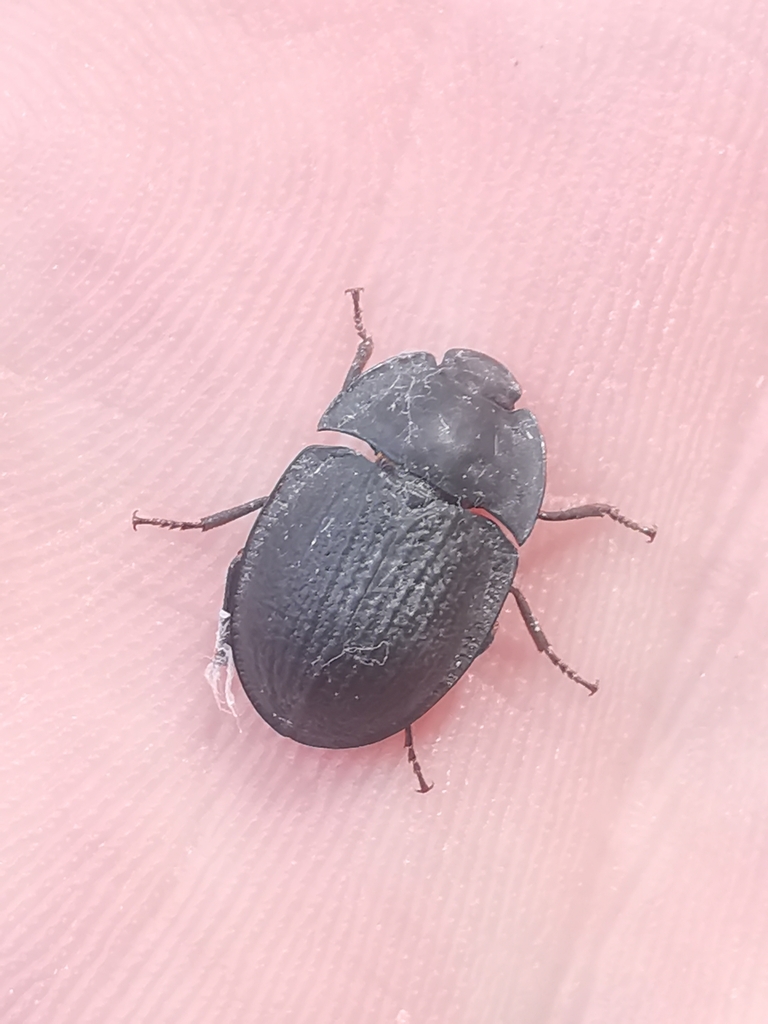 blue piedish beetles from Community Children's Centre, Bundoora VIC