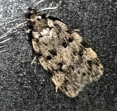 Barea eucapnodes