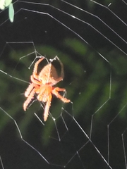 Eriophora