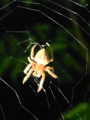 Eriophora