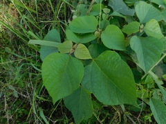Gmelina arborea