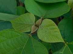 Gmelina arborea