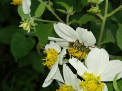 Ochraethes sulphurifer