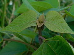 Gmelina arborea