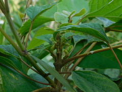 Gmelina arborea