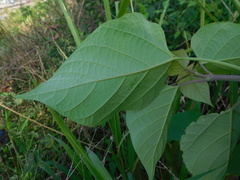 Gmelina arborea