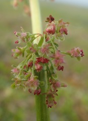 Rumex arcticus