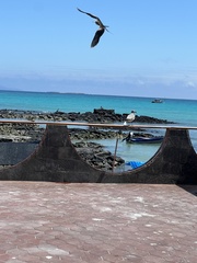 Leucophaeus fuliginosus