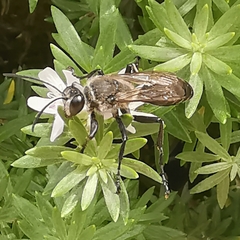 Sphecidae