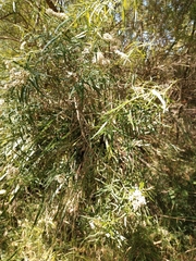 Ozothamnus ferrugineus