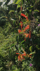Pyrostegia