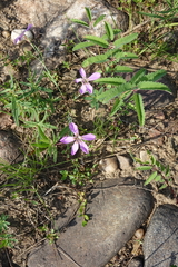 Dianthus repens
