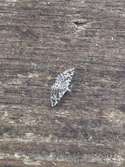 Alucita montana