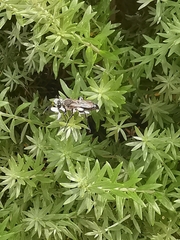 Sphecidae