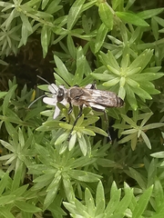 Sphecidae