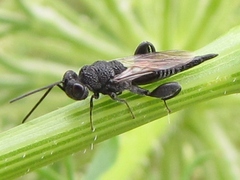 Phasgonophora sulcata