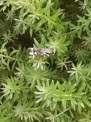 Sphecidae