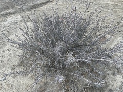 Cylindropuntia