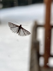 Alucita montana