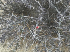 Cylindropuntia